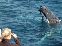 Whale Watch Experience image 5
